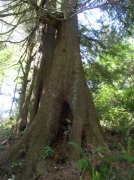 5.14.06 Indian Beach Mother's Day 033 